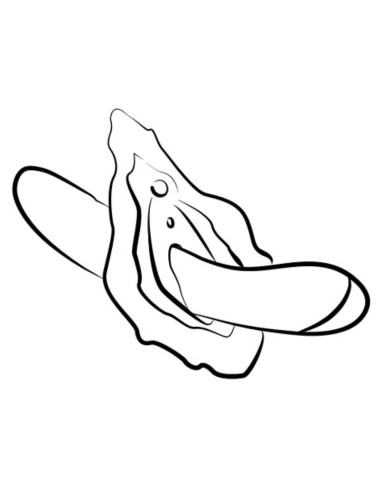 ROMP HYPE VIBRADOR PUNTO G MULTIFUNCIAN ROJO