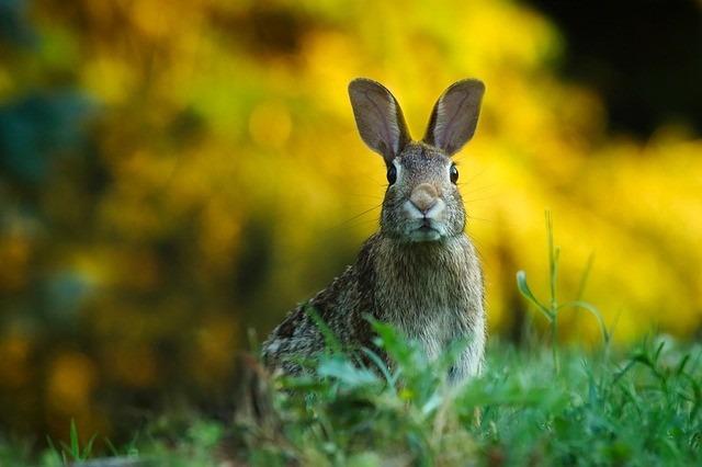 El conejo rampante: el vibrador de  Sexo en Nueva York